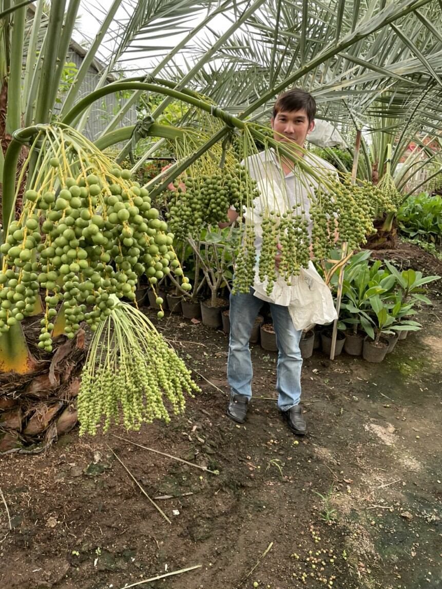 Cây giống Chà là đông dương Chà là dubai