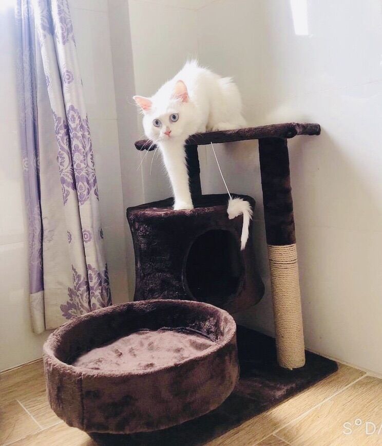Nhà cây cho mèo -Cattree (Không kèm chuột)