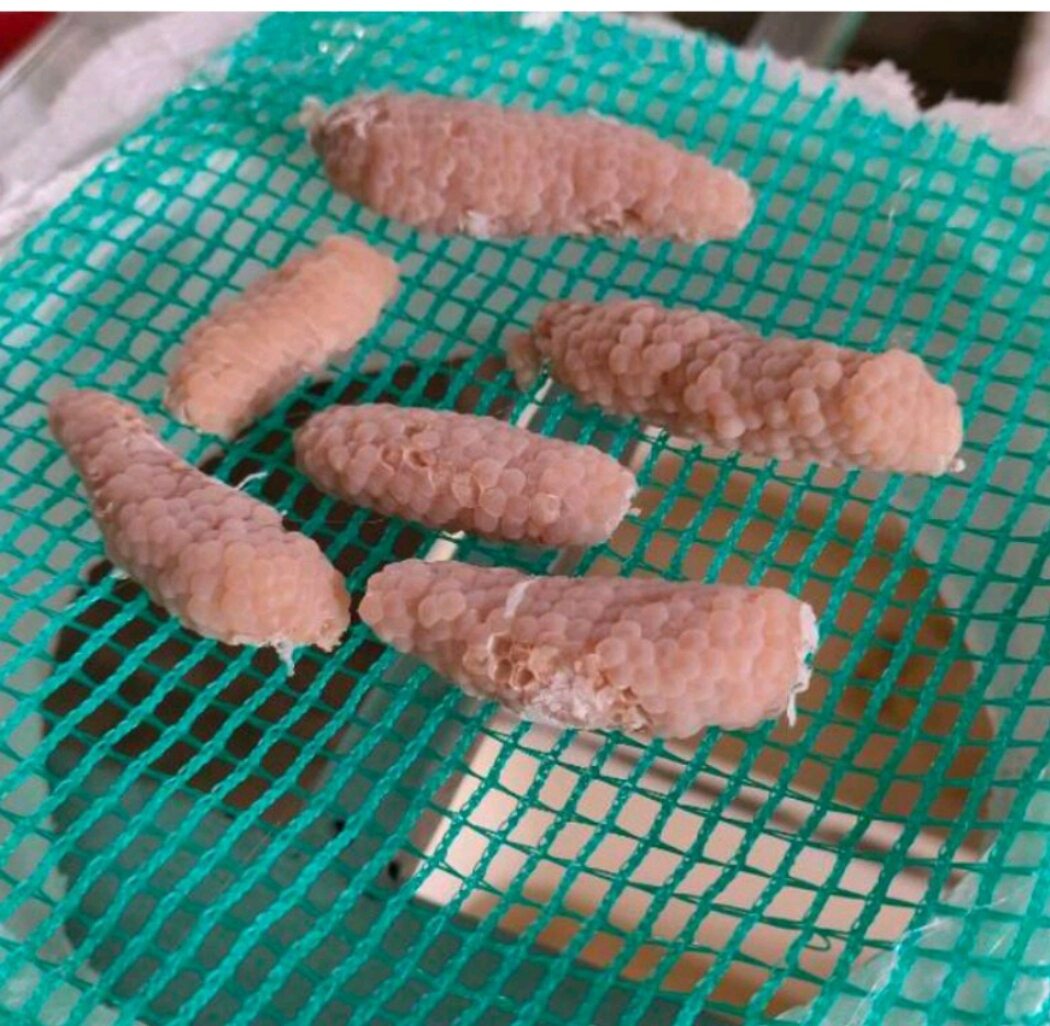 Dụng cụ vệ sinh hồ cá cảnh + trứng ố...c táo vàng