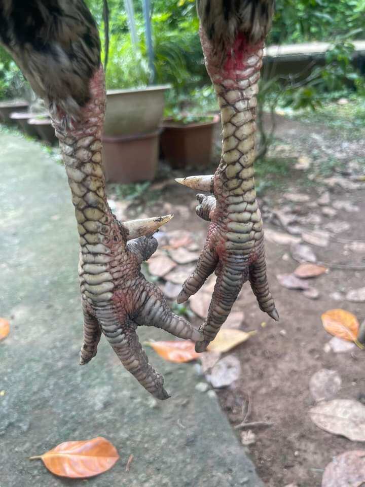 10 trứng gà chiến ấp nở con giống