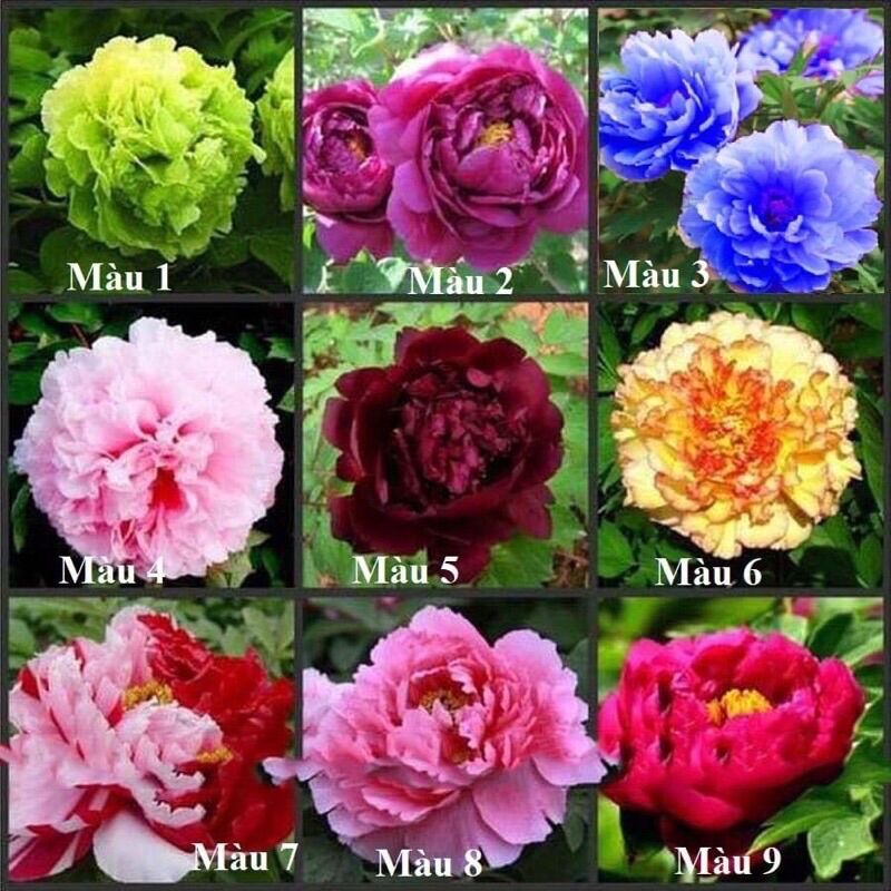 Hạt Giống Hoa Mẫu Đơn Cánh Kép(1 gói Tặng kèm phân bón)