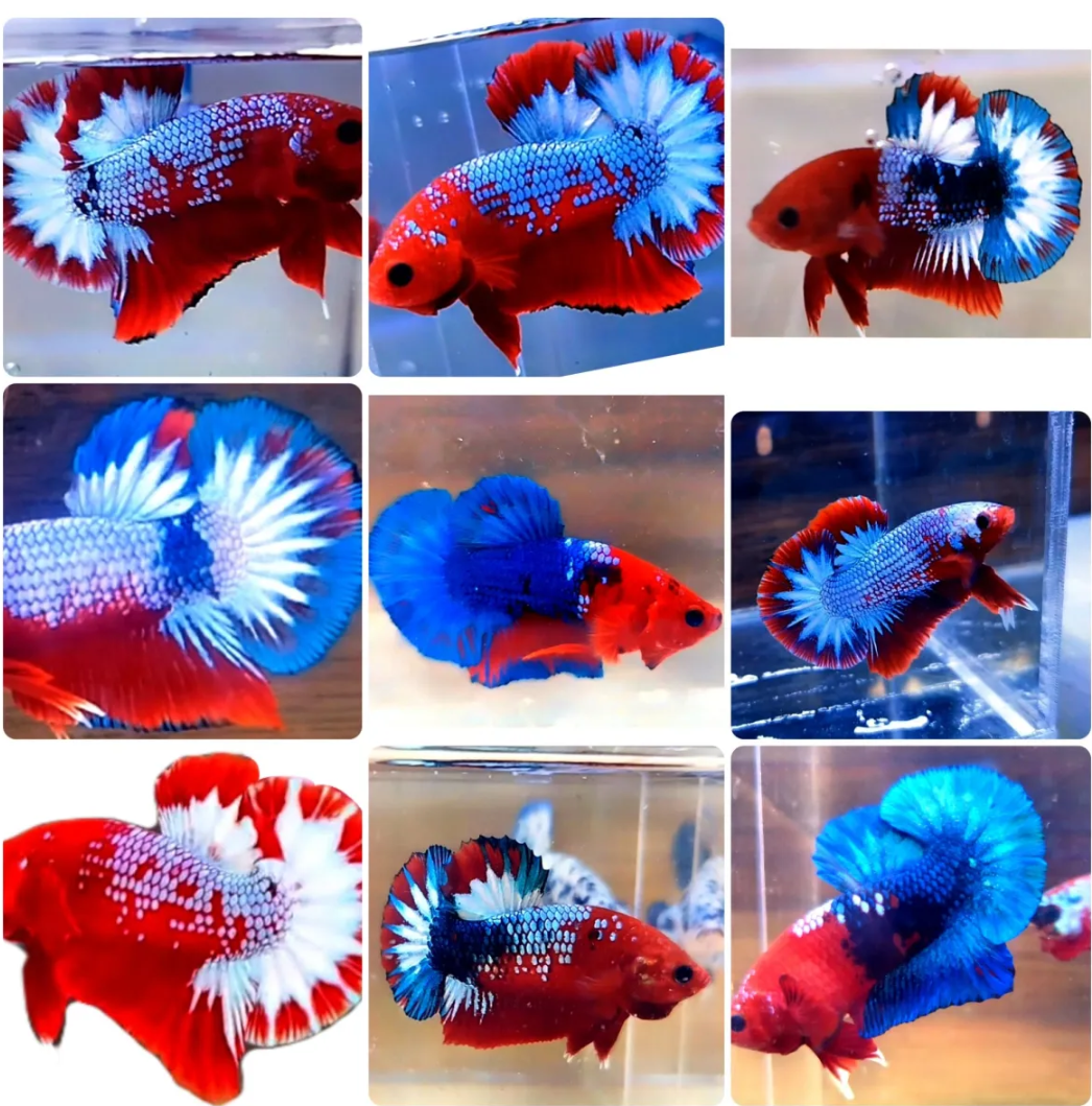 ( cá betta) cặp betta red fancy cp đẹp chuẩn giống
