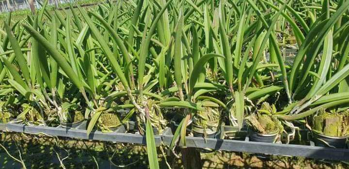 Hoa lan brass giống 3 màu lựa được