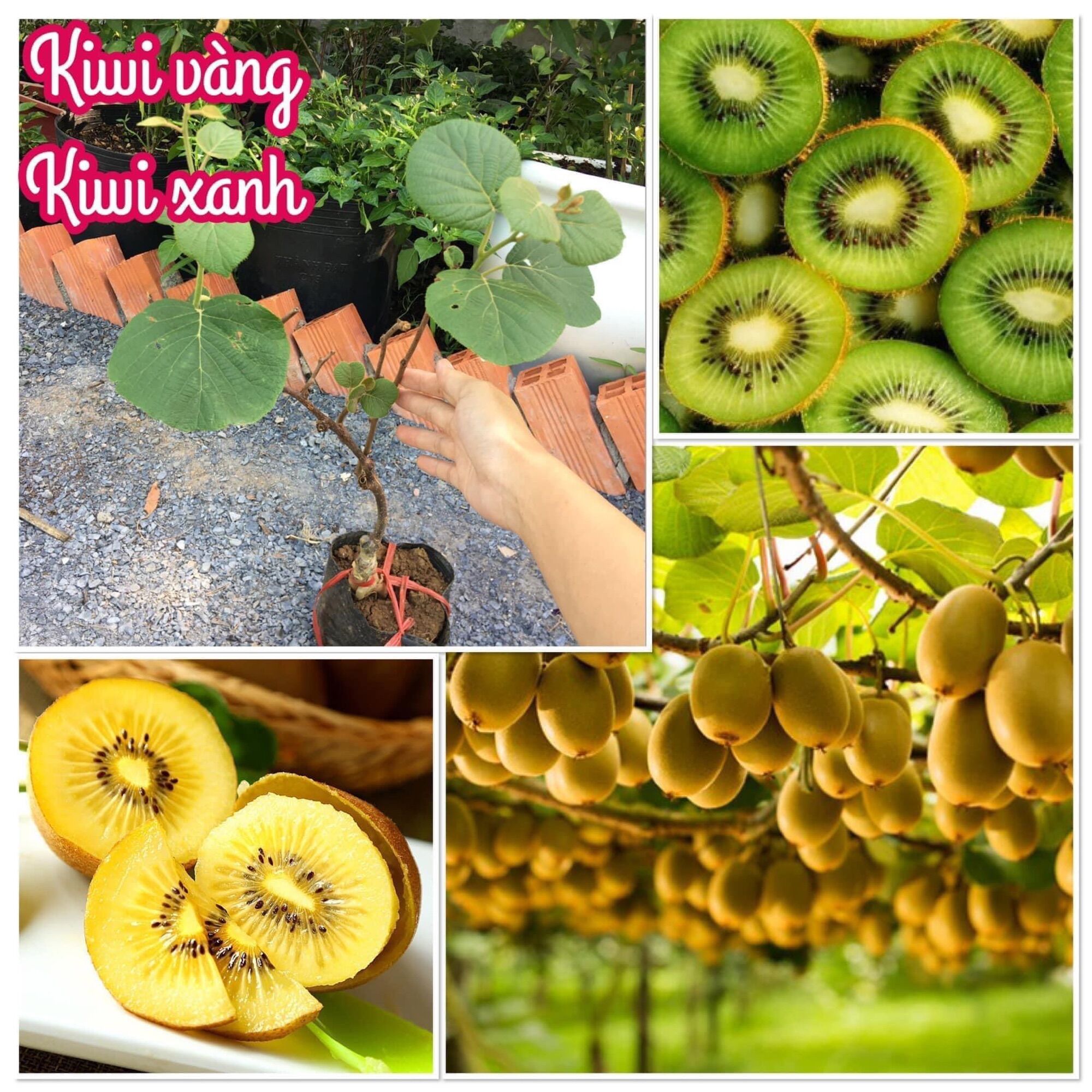 Cây giống kiwi vàng và xanh