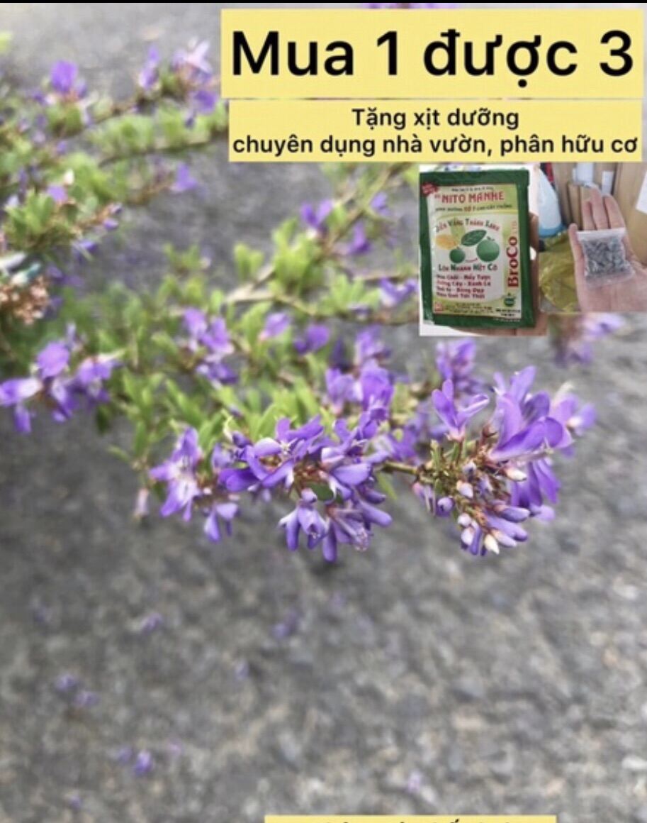 caykiengsadec - Linh sam 86 + tang phân bón cho cây mau lớn - hoa kiểng lá
