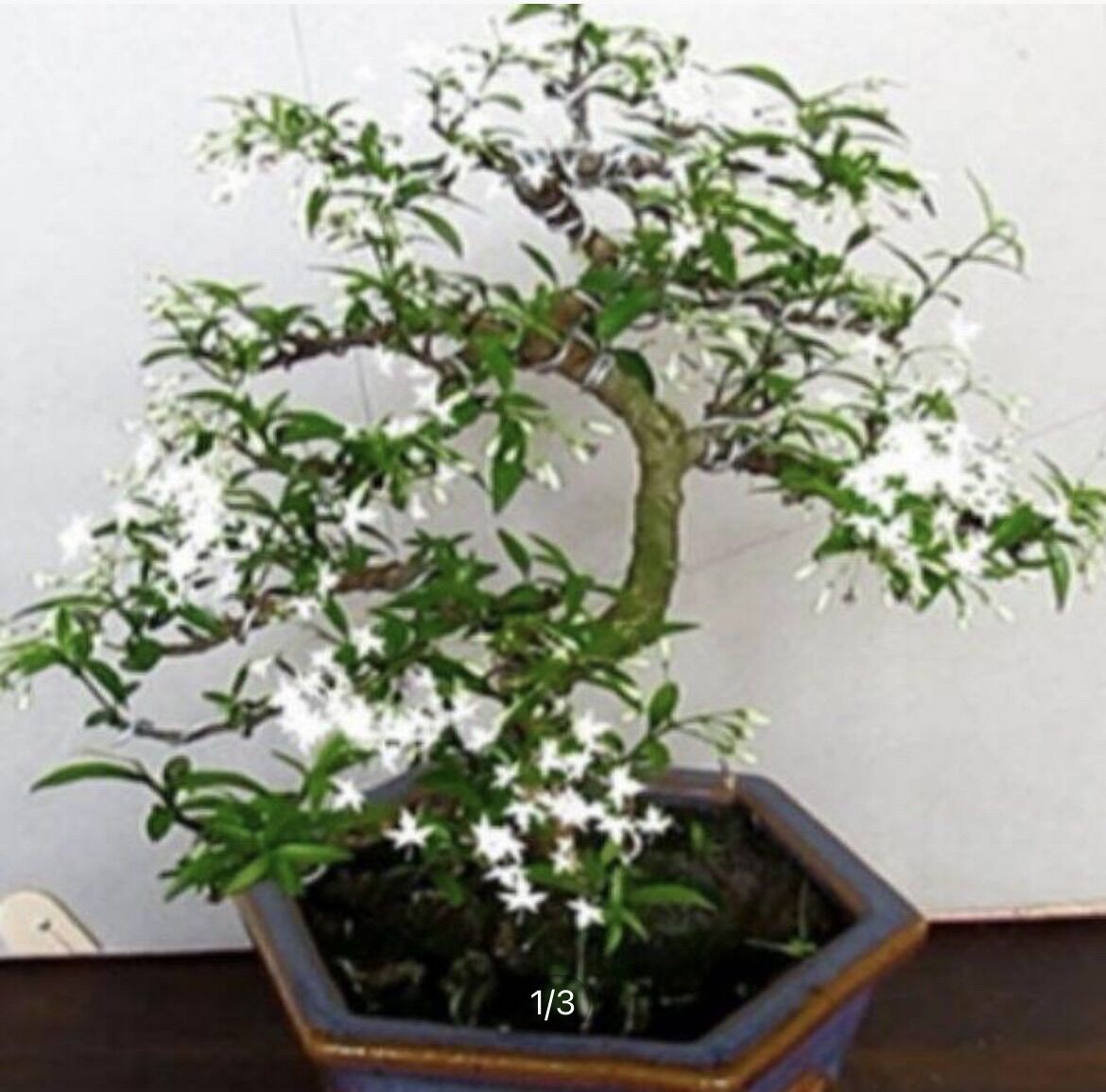 [HCM]Mai Chiếu Thủy dạng phôi