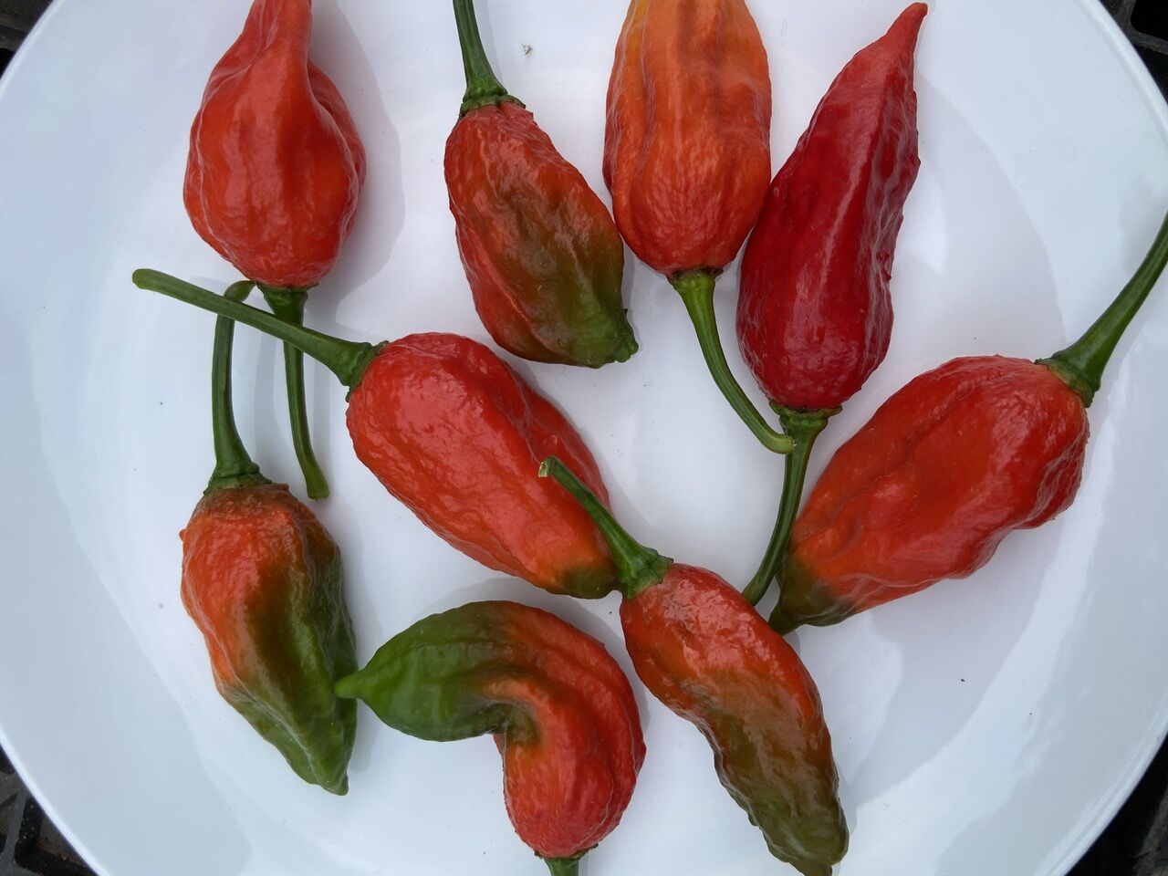 Hạt giống ớt Ghost red hay còn gọi ớt mặt quỷ
