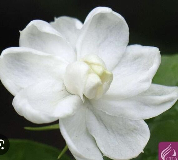 Chậu Hoa Lài bông kép