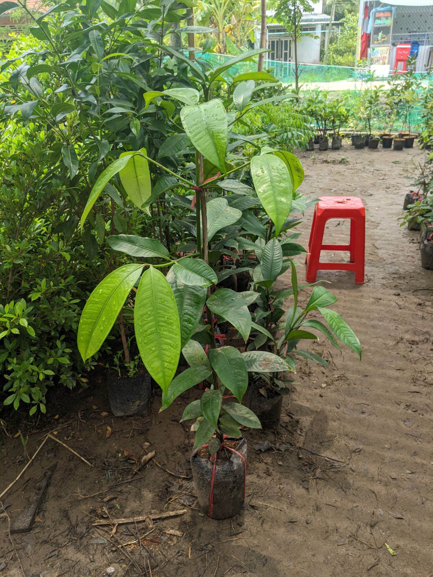 Cây măng cụt giống