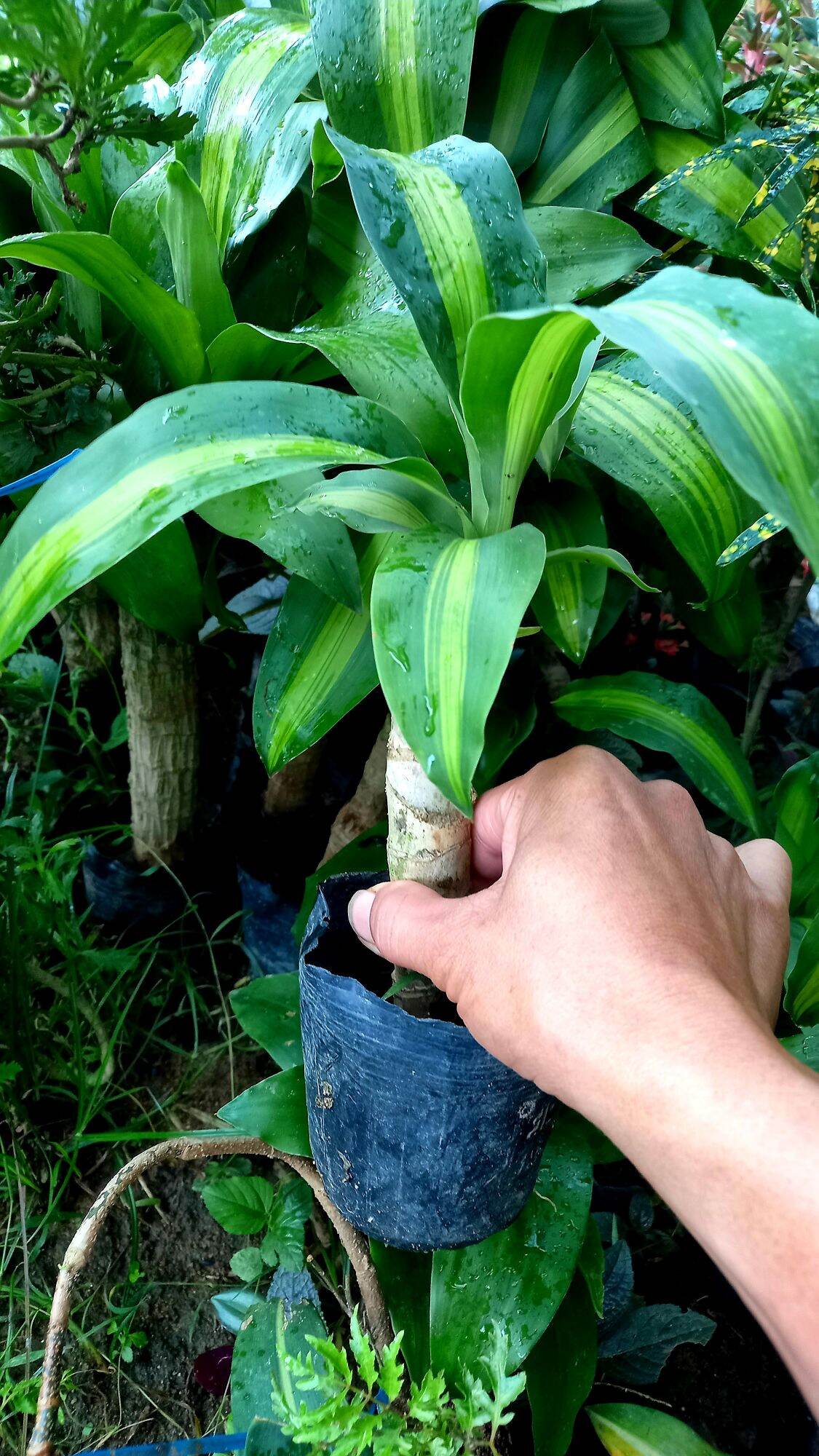 Cây thiết mộc lan mini. gửi cây bầu hình 2