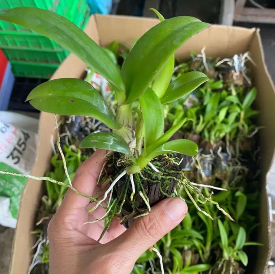 (CÂY GIỐNG) combo 10 cây lan dendro đủ màu. cây lớn