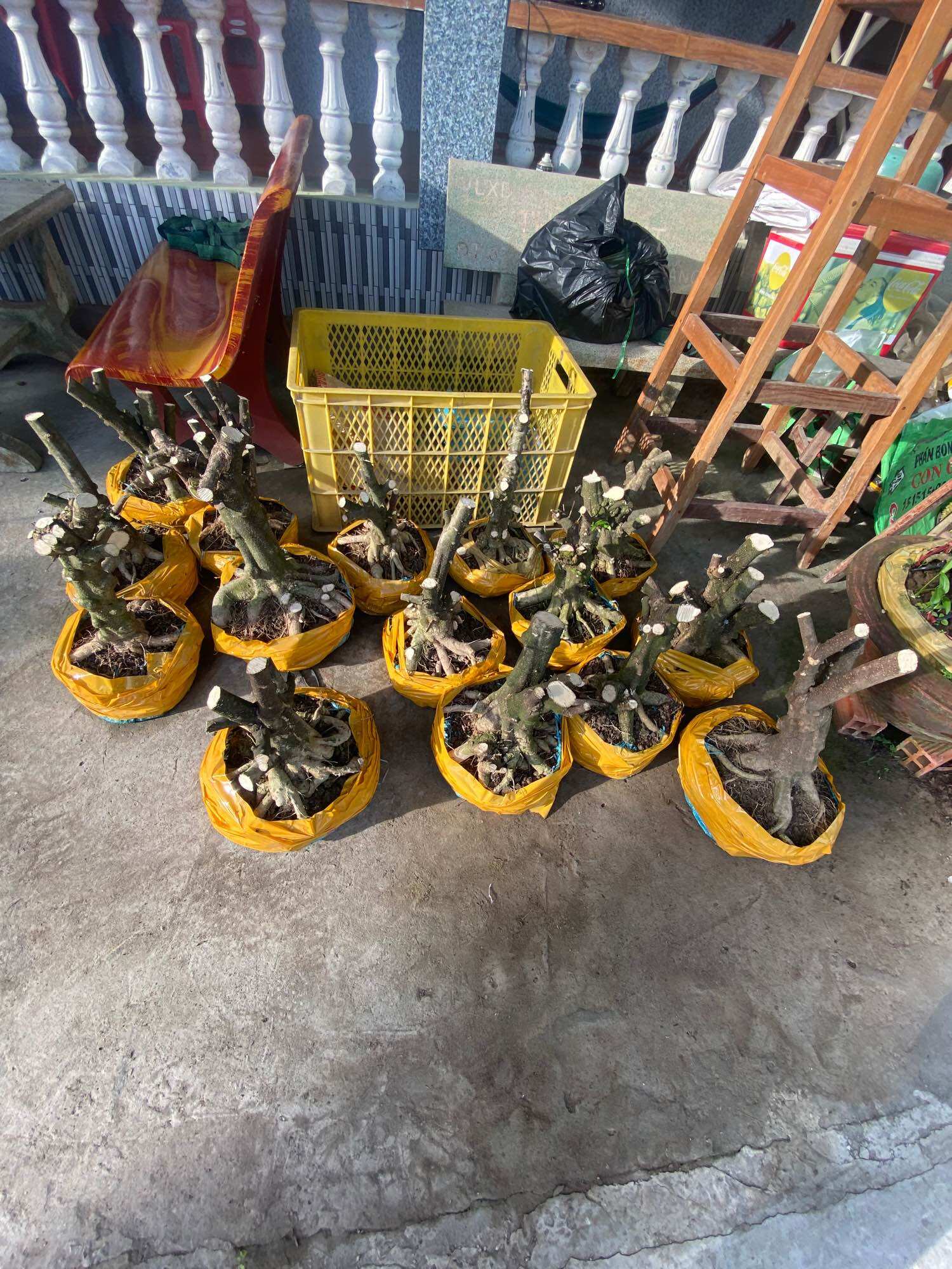 Phôi mai chiếu thuỷ đen nu ( đế đều , hoành 15 đổ lên )