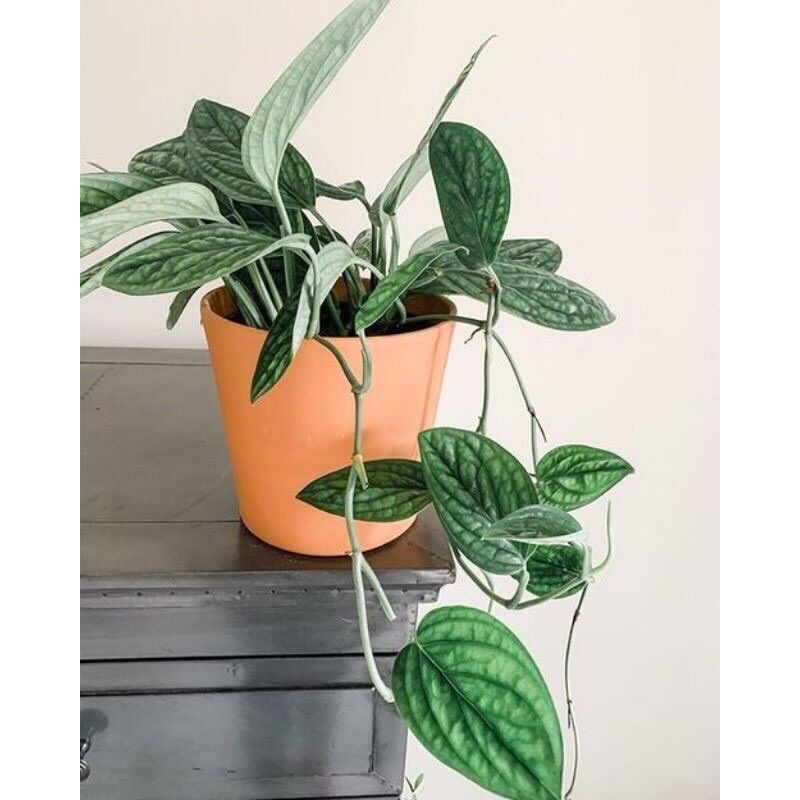 Chậu Trầu Bà Hạnh Phúc Monstera Peru - sz trung