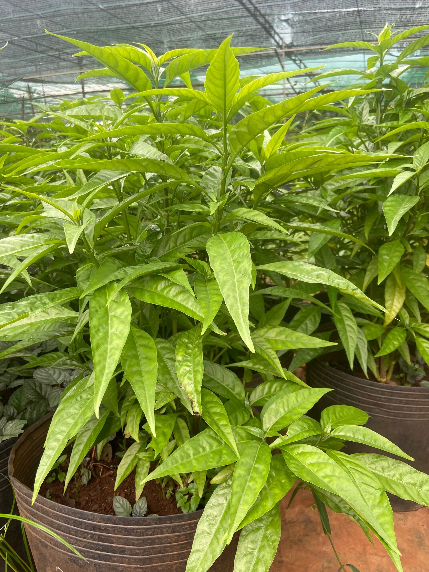 Chậu hoàn ngọc trắng