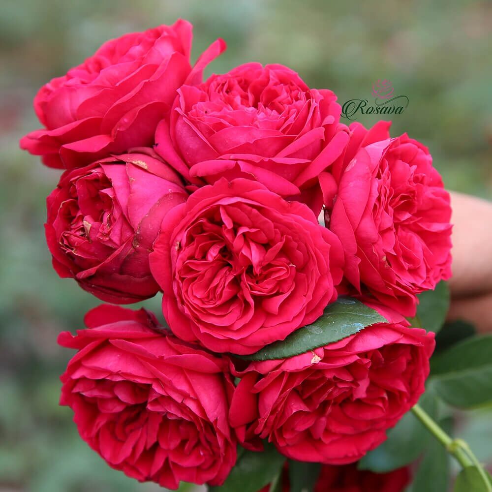 Hoa hồng leo Pháp Red Eden rose - hoa thơm, cây khoẻ