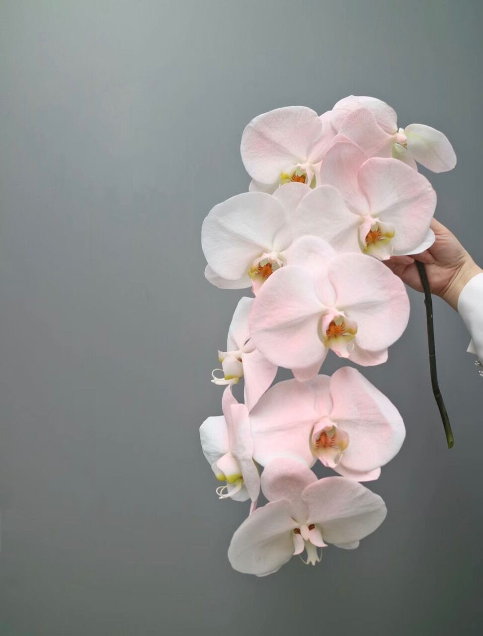 sơn xịt hoa tươi