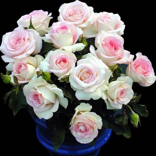 Hoa hồng Moonstone Rose - hoa màu hồng phấn