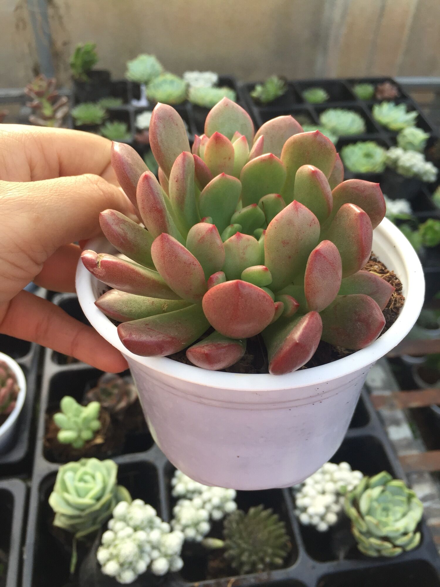 Sen Đá Ruby Đỏ size trung
