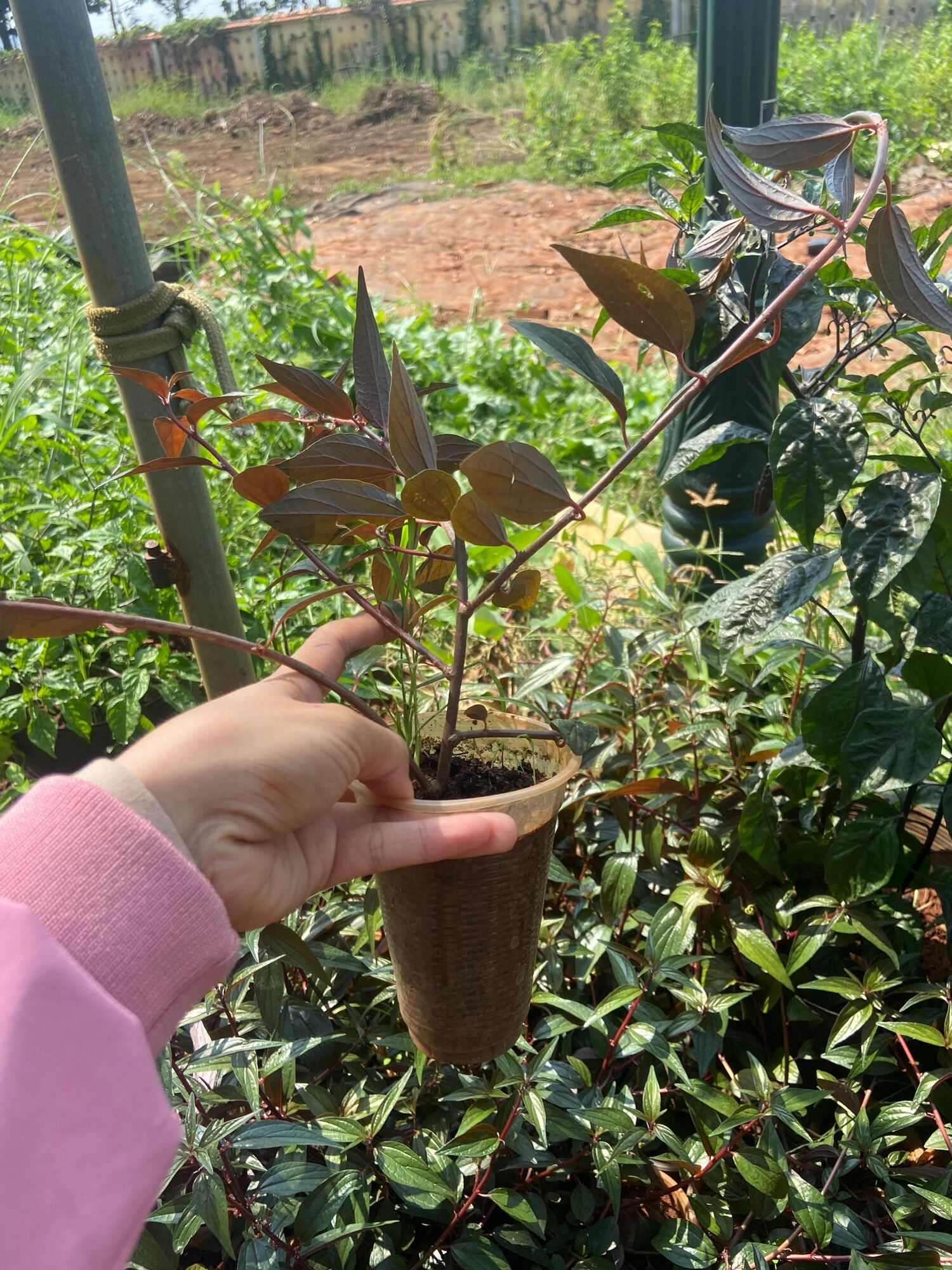 Cây bọ mắm thân tím (cây cỏ dòi)