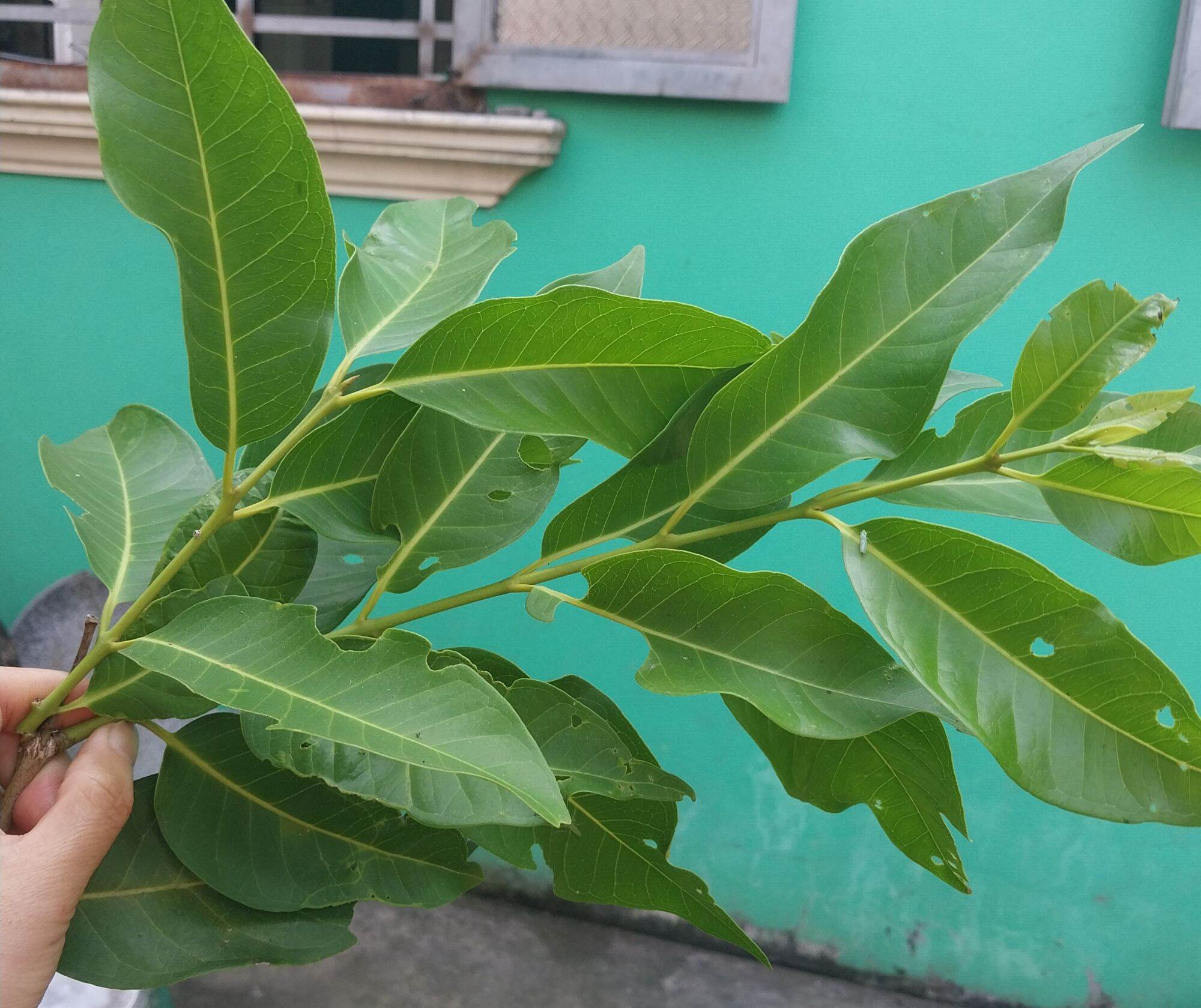 Lá vối tươi ( 1kg )