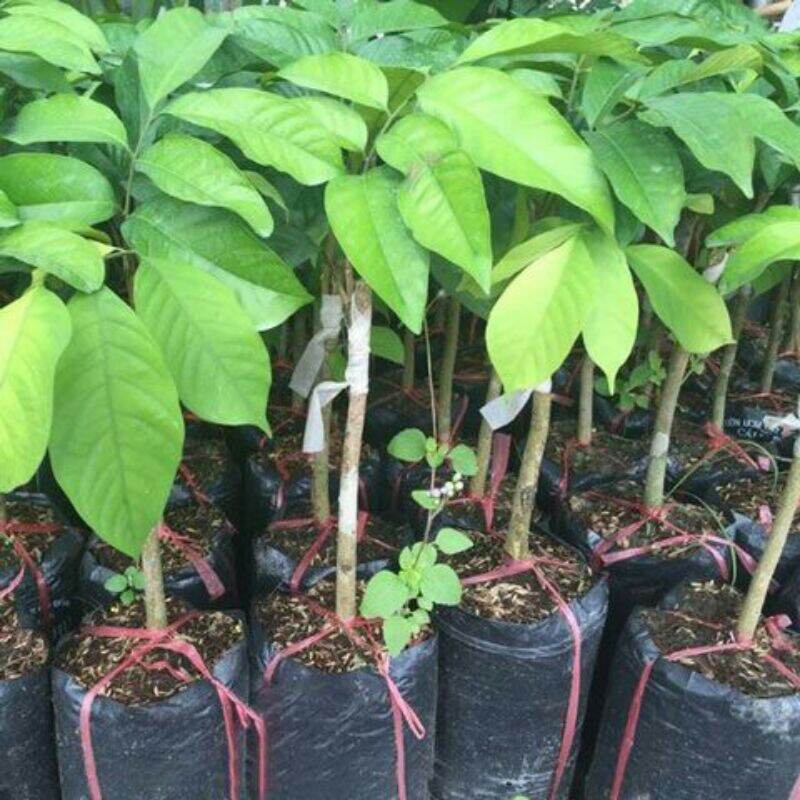 Cây giống Dâu xanh Gia Bảo