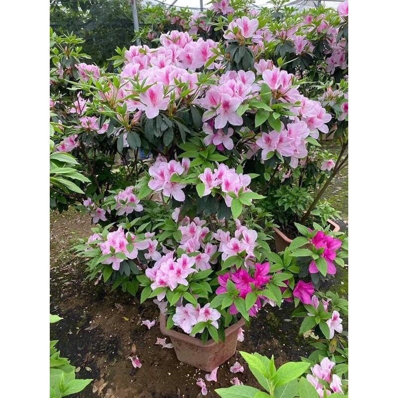 Cây giống hoa đỗ quyên (1 bầu)