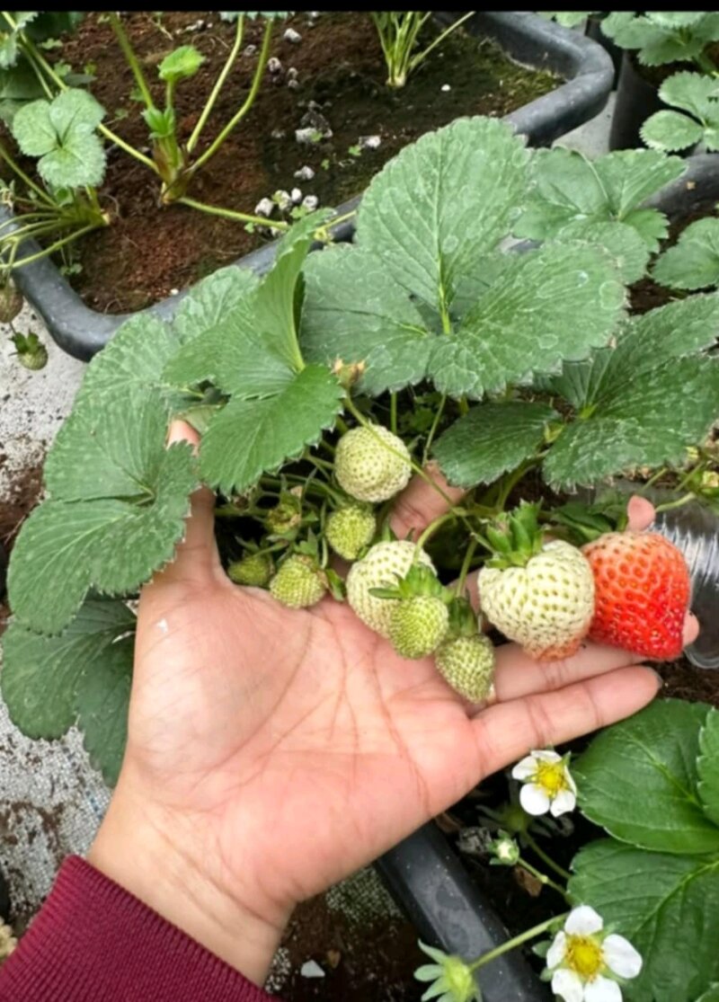 Combo 10 cây mô vỉ dâu Hàn GOUSLE
