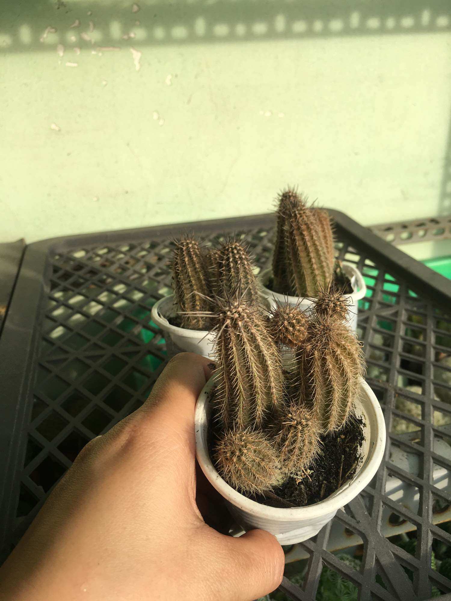 Xương Rồng Bút Chì Đen Chùm