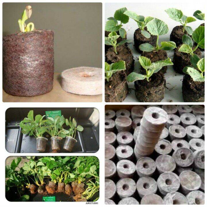 Combo 50 viên nén xơ dừa ươm hạt