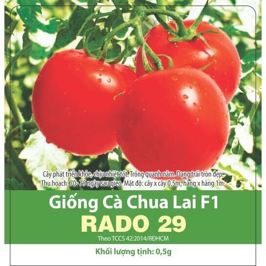 Hạt giống cà chua lai F1