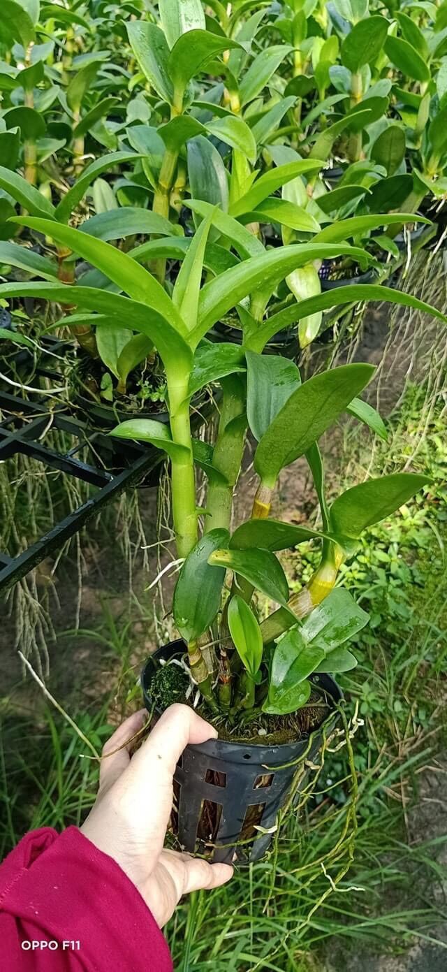 Hoa Lan Dendro vàng lưỡi đỏ cây trưởng thành
