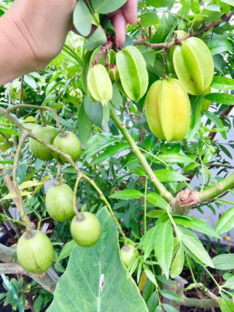 cây khế ngọt cây đẹp