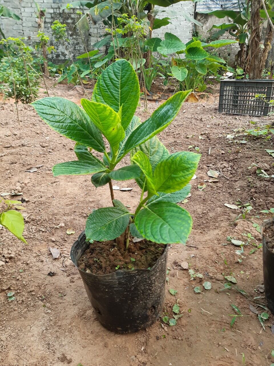 cây cẩm tú cầu bầu như ảnh