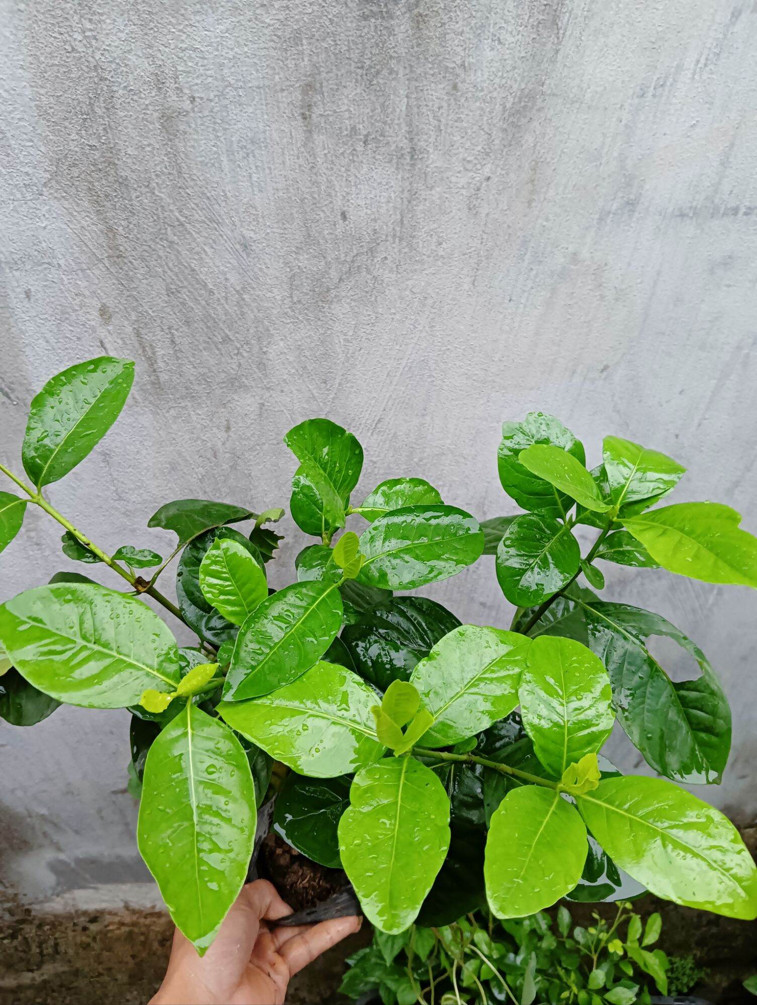 Cây bạch thiên hương