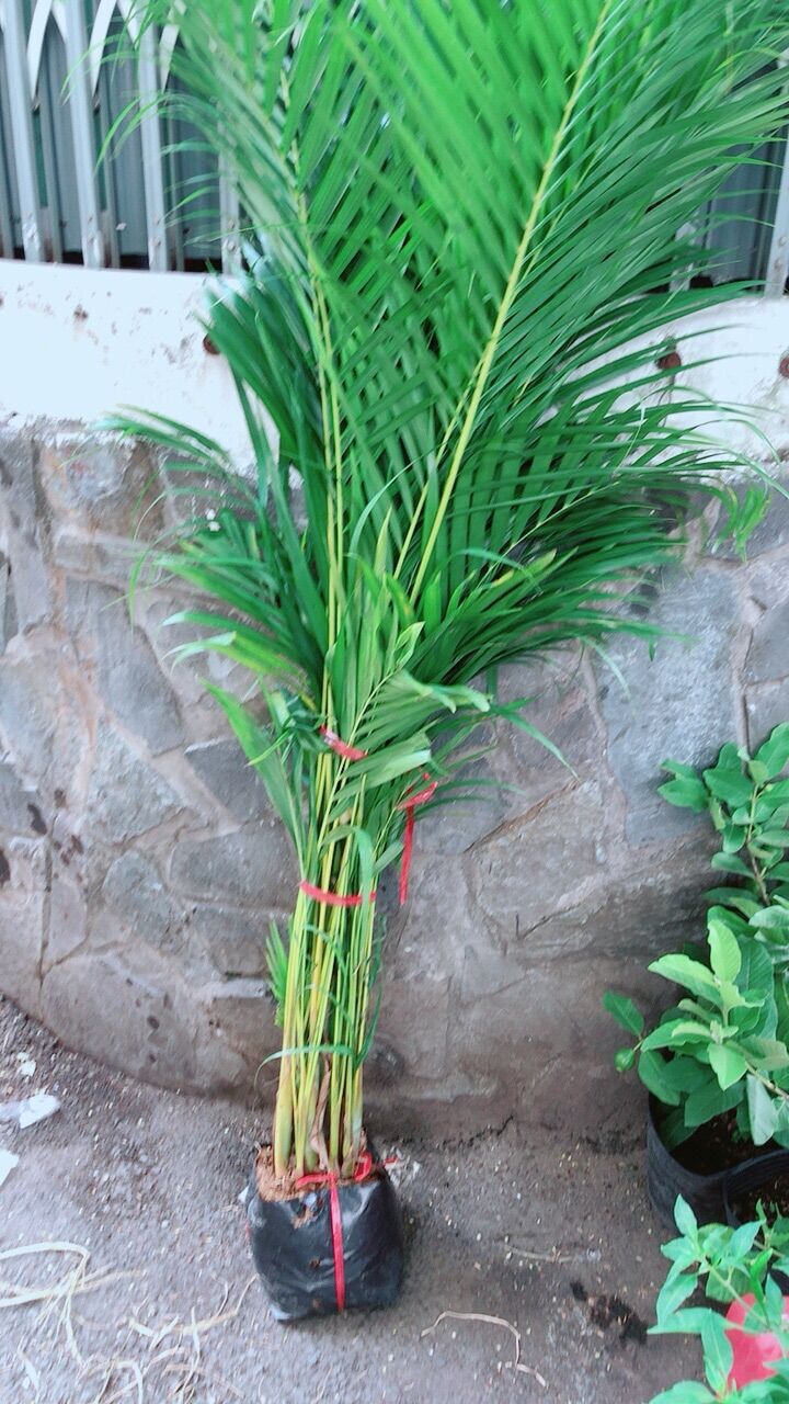 Cây Cau Kiểng