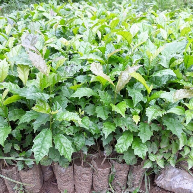 Combo 5 cây xạ đen mua 10 tặng 1