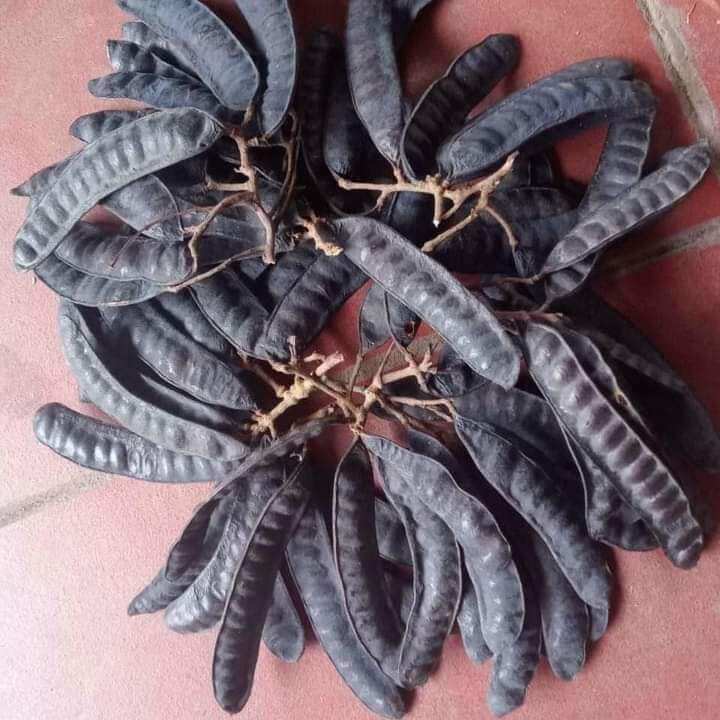 Bồ Kết Khô 500g [ hàng loại 1 ]