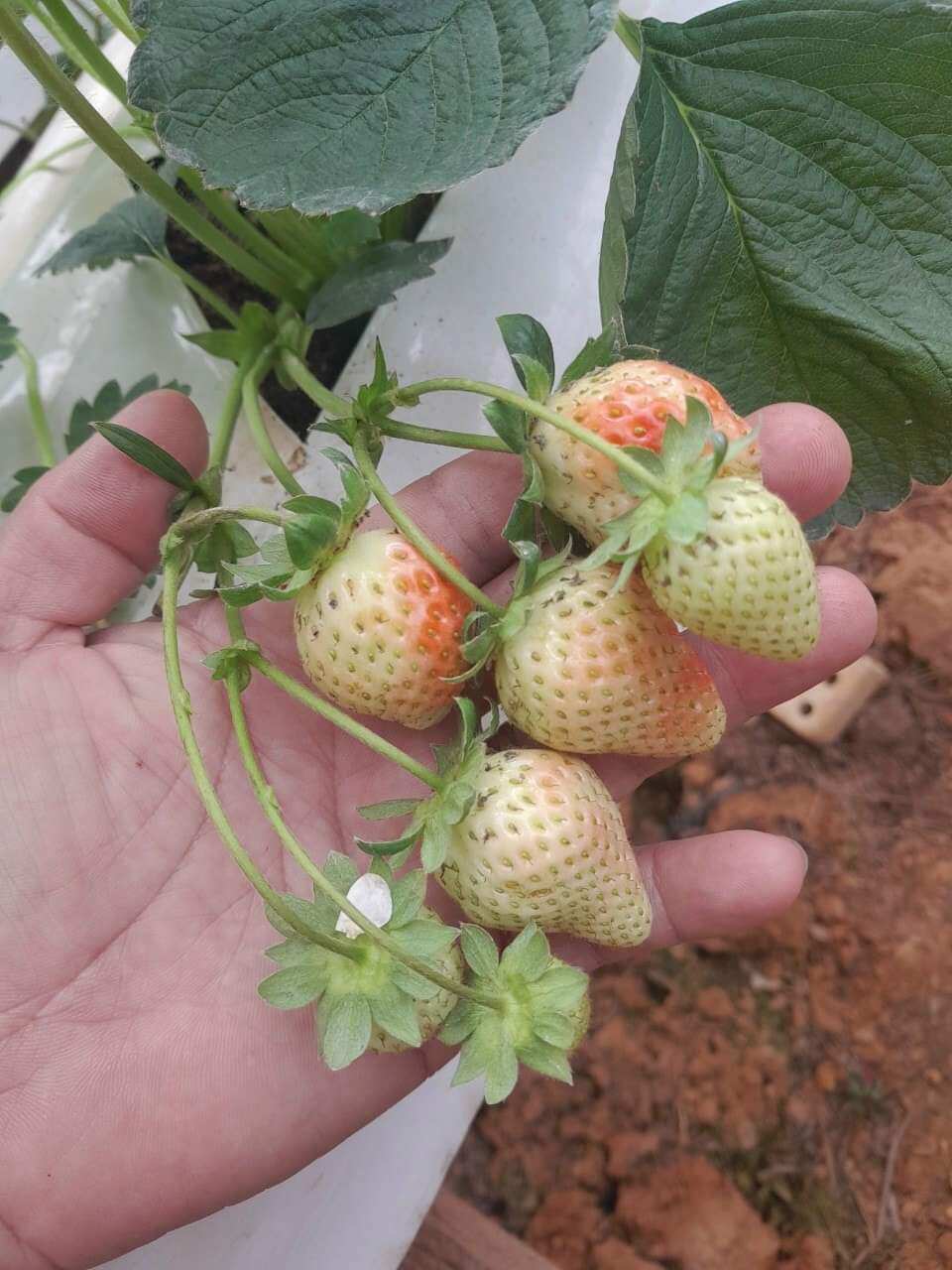 Combo 10  cây mô vỉ dâu NHẬT SKY BERRY