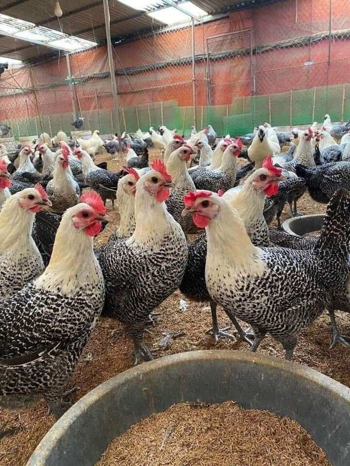 5 trứng gà ai cặp vằn siêu đẻ trứng ấp nở con giống tỉ lệ nở cao