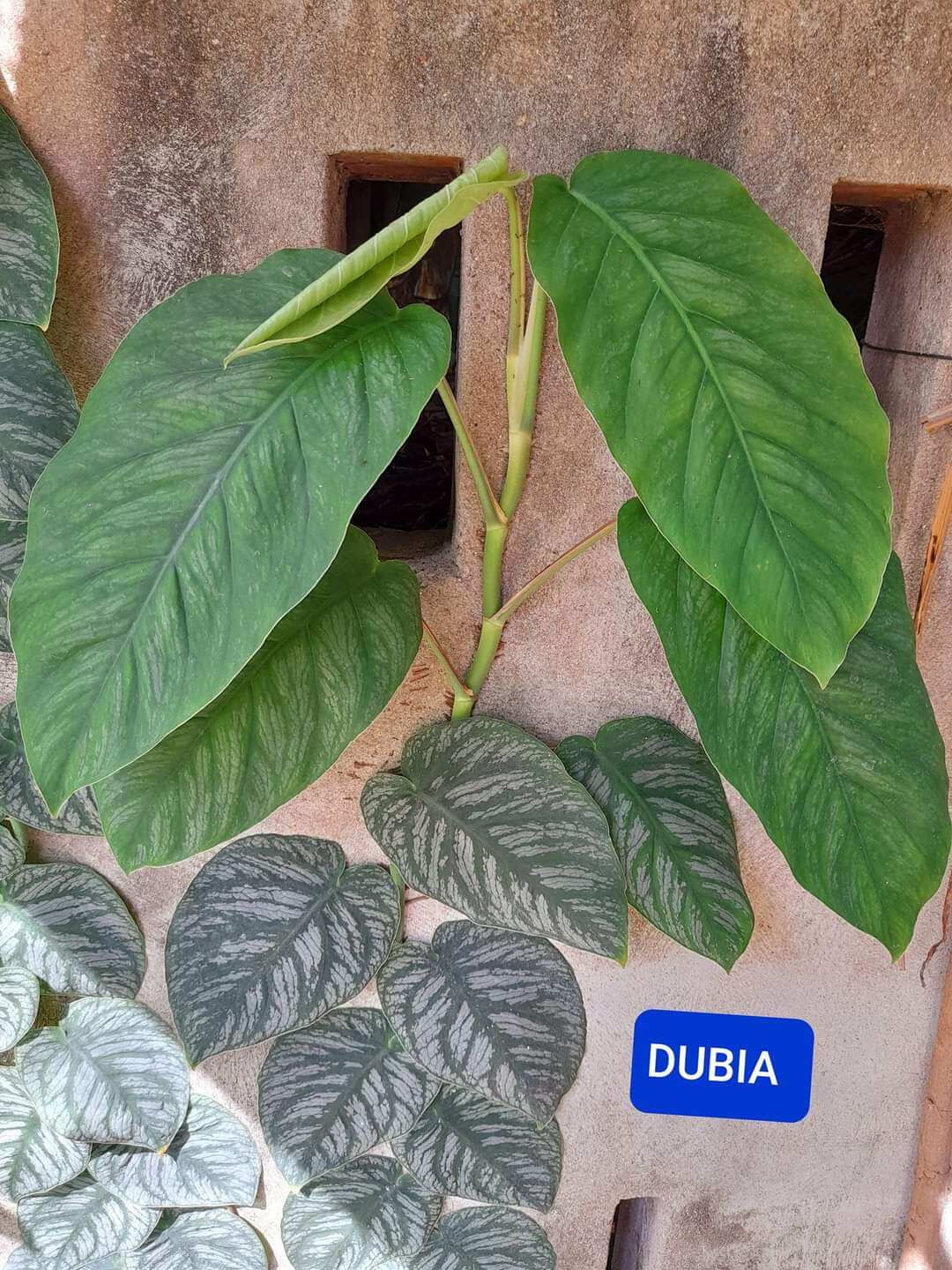 Cây monstera dubia