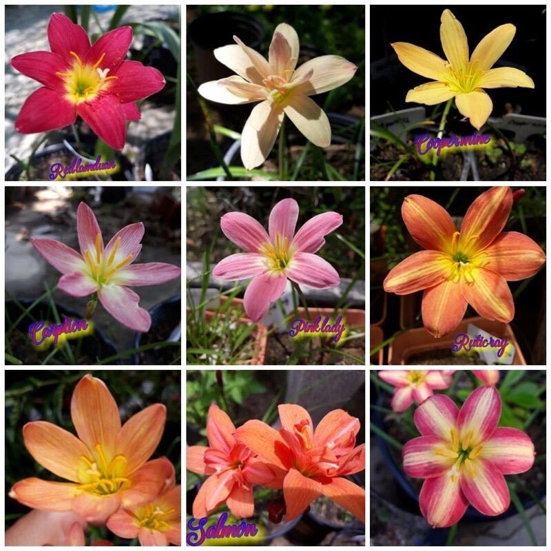Củ hoa Huệ mưa