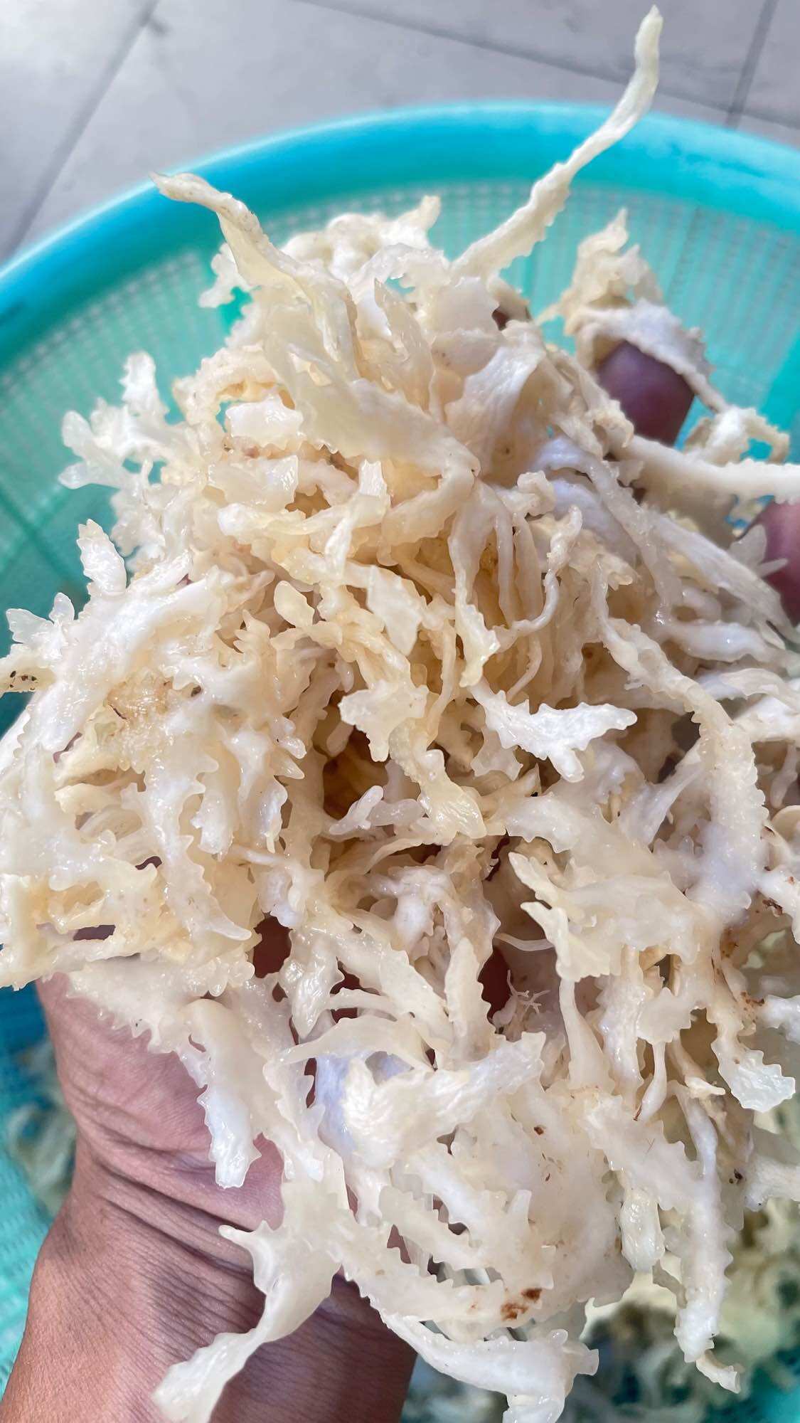 Rau câu chân vịt tui 500g