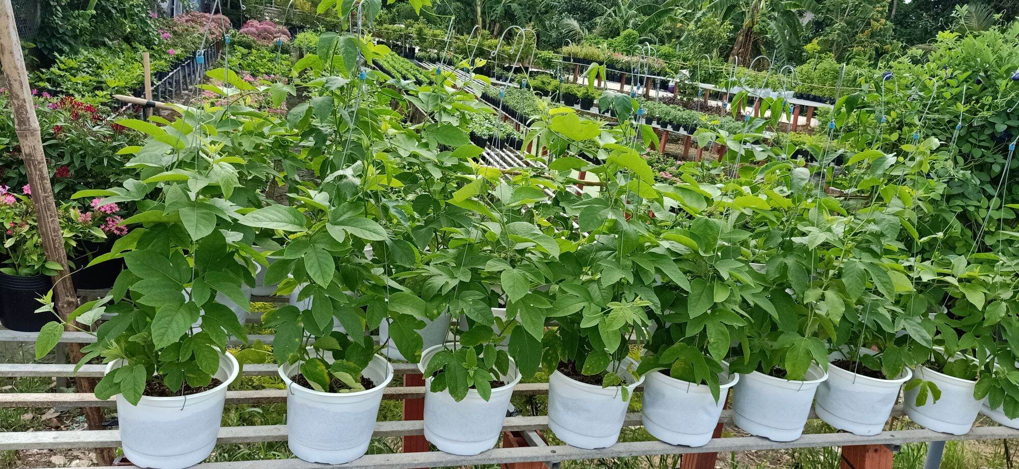 cây sao biển(hoa đỏ)- cây kiểng làng hoa sa đéc