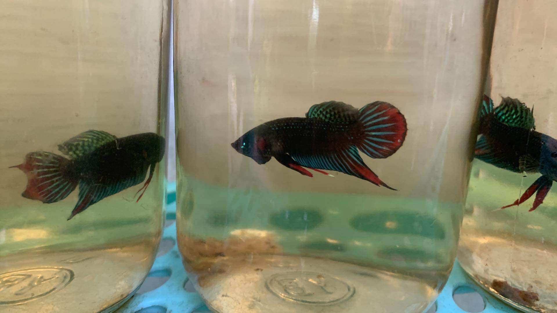 Lia thia đồng trống 20k