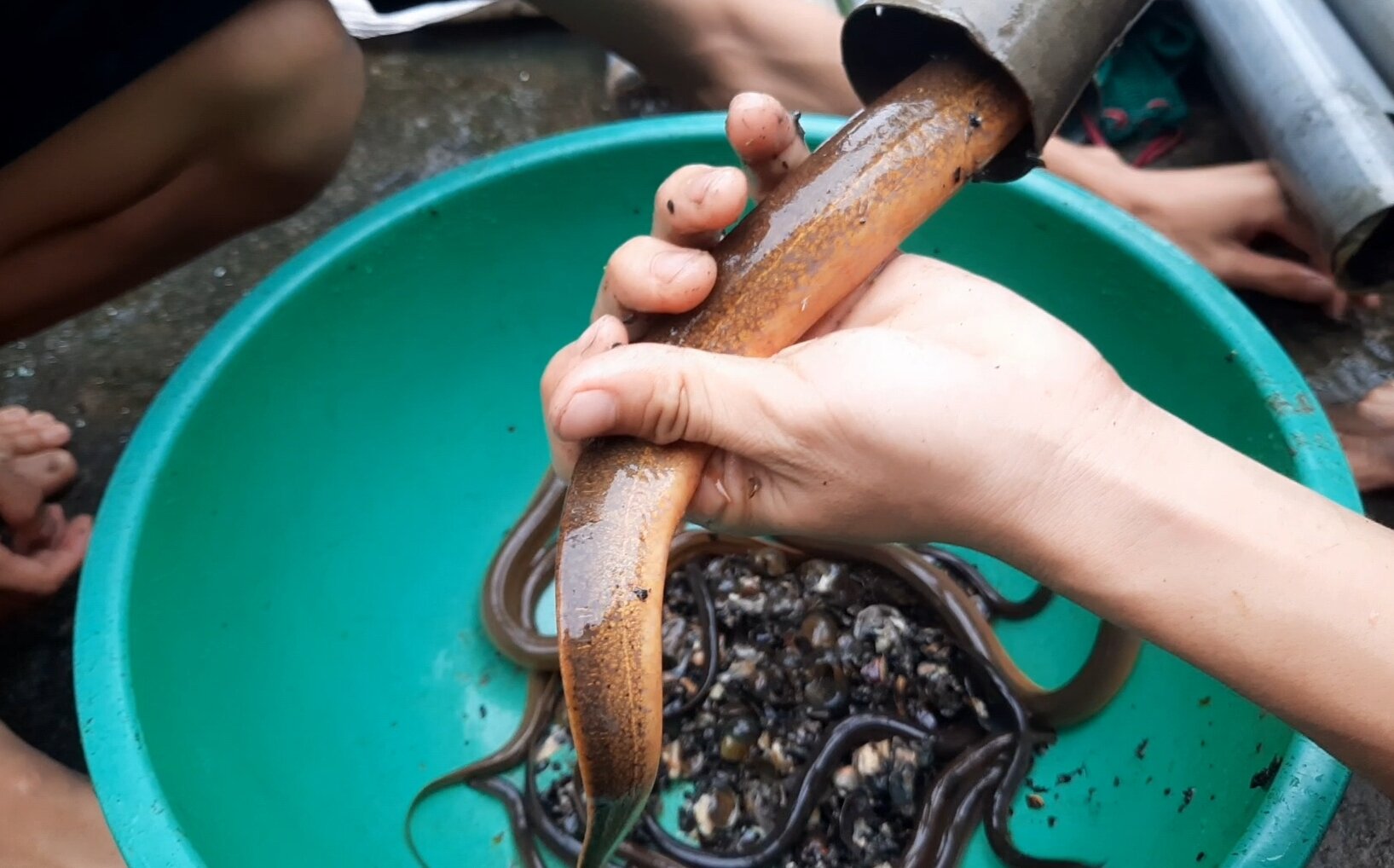 Hom Tre Bẫy Lươn phi 60 siêu nhạy