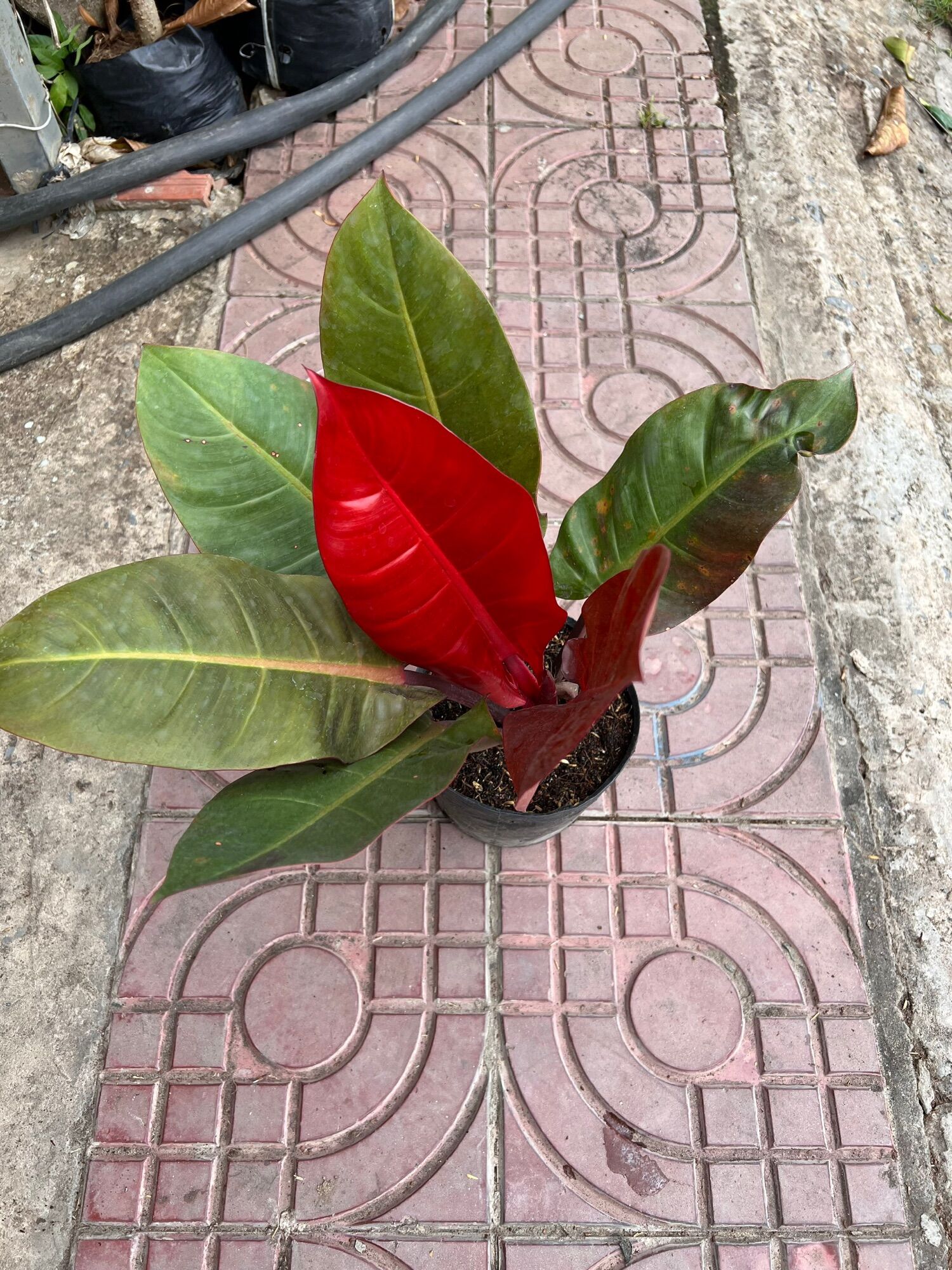 Trầu bà đế vương đỏ ( cây cao 20 cm)