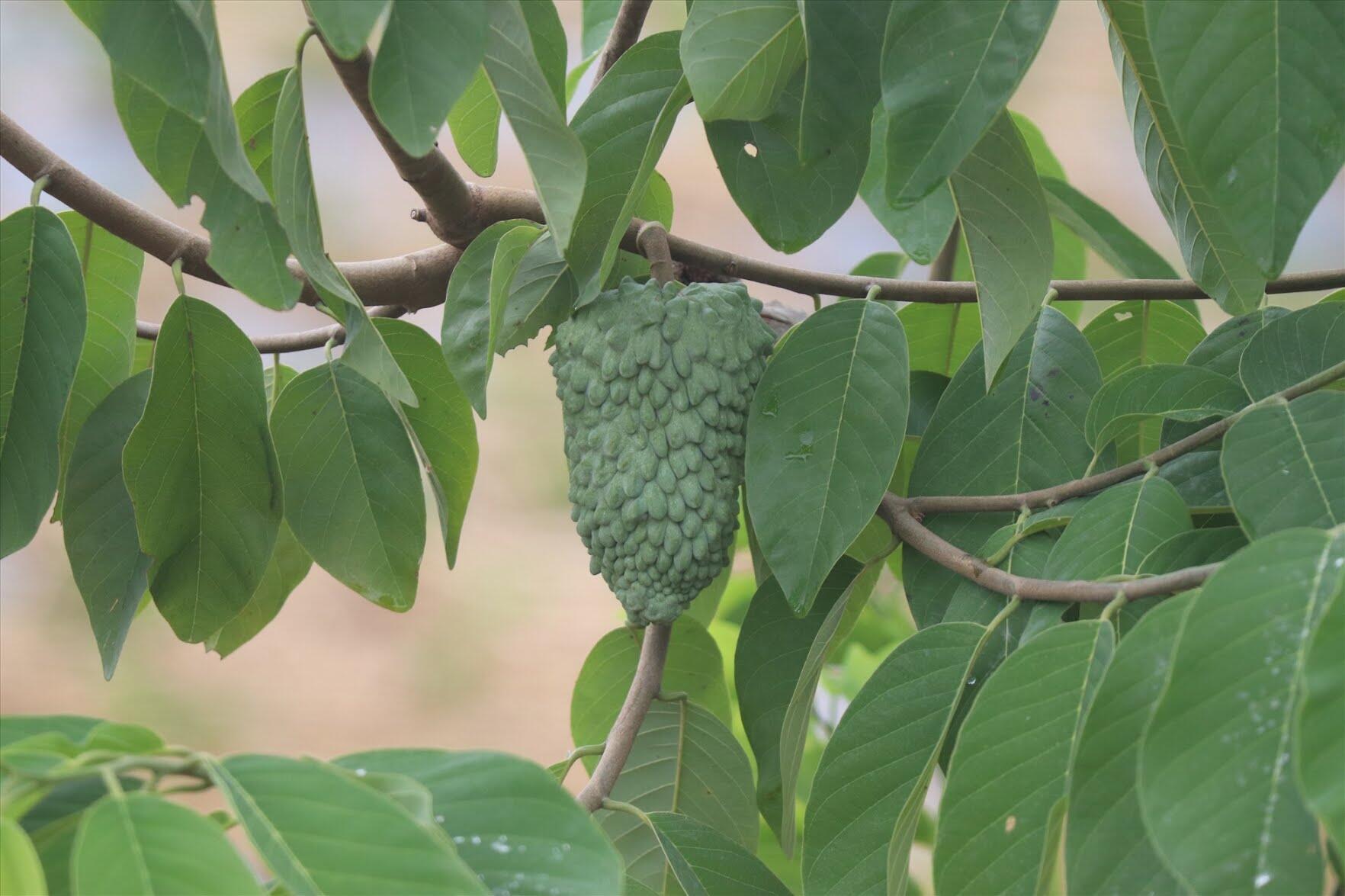 cây Na sầu riêng