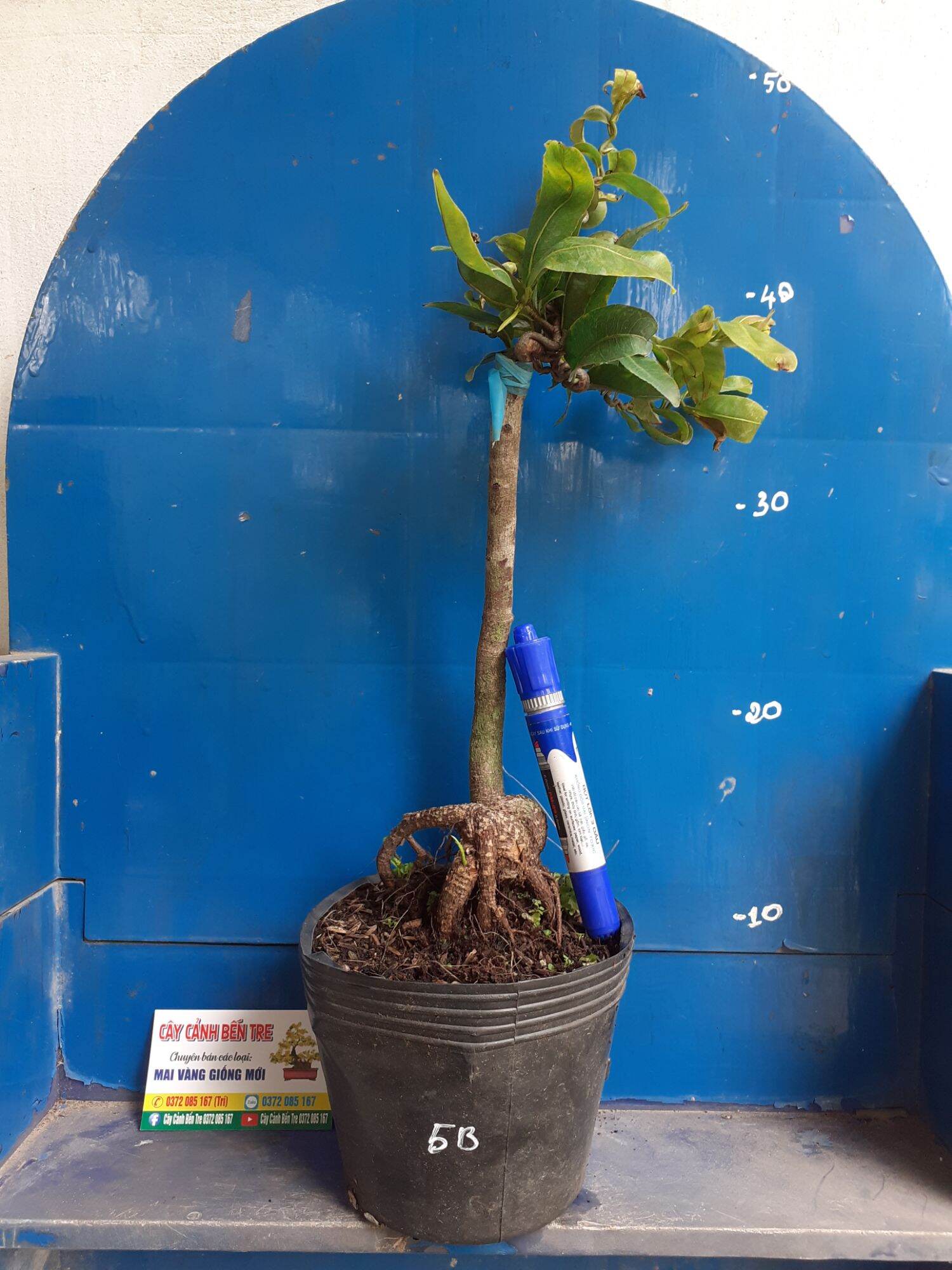 Mai Giảo tự xoắn