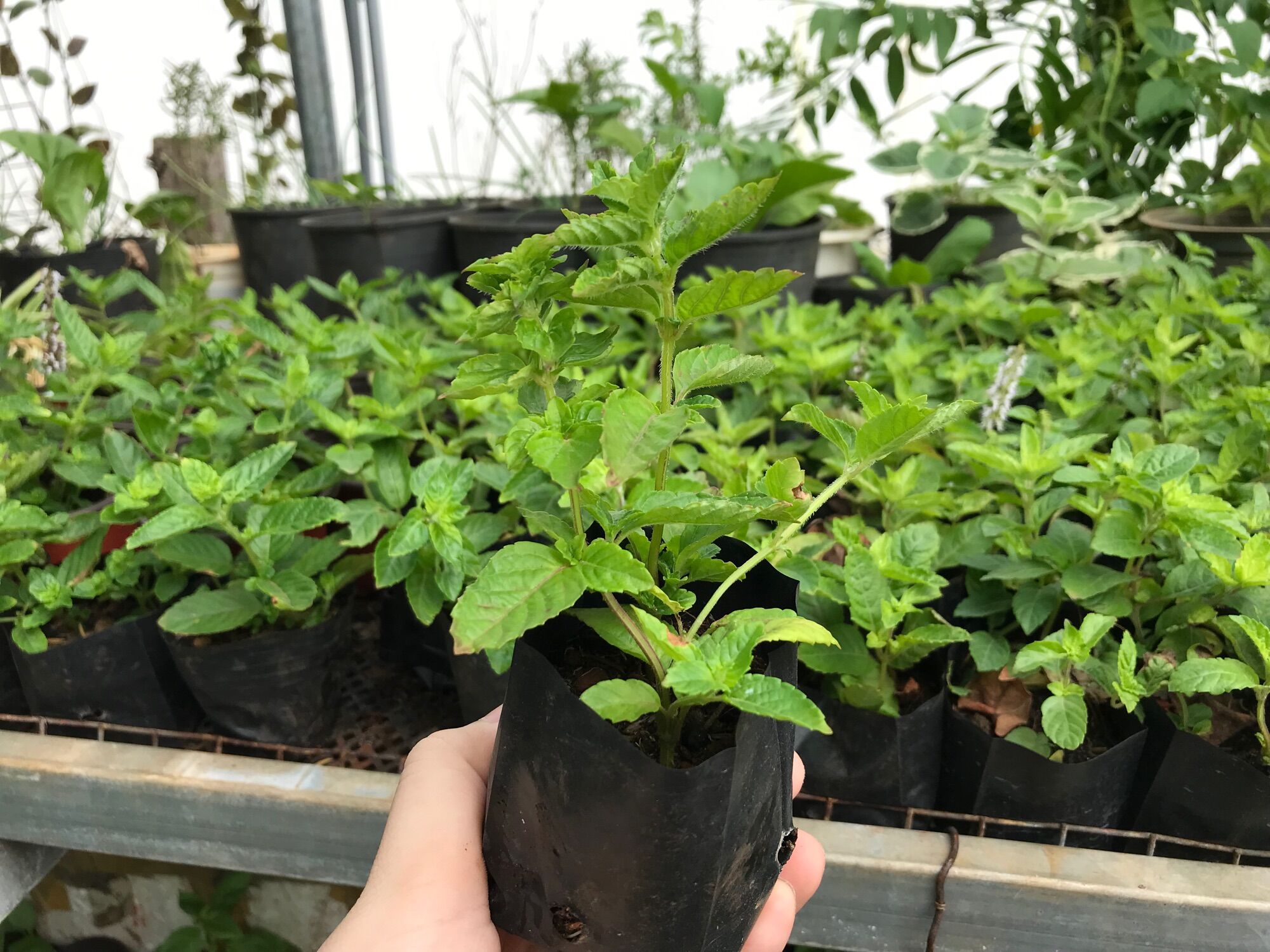 Bầu cây sương sáo giống