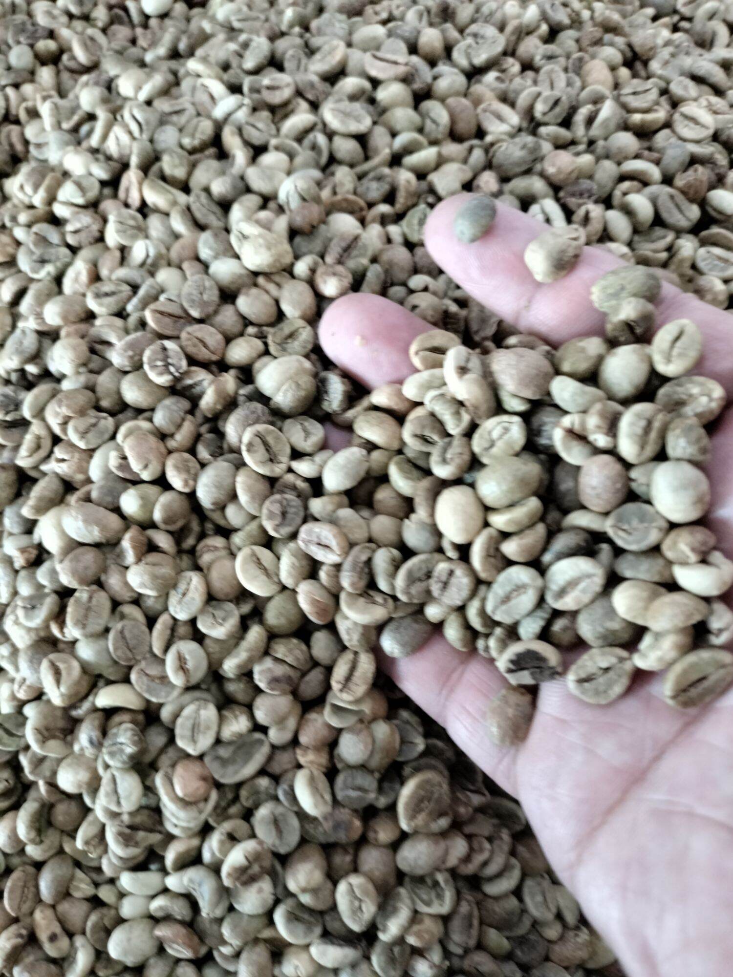 cà phê hạt,500g, (Robusta+culi+arabica)